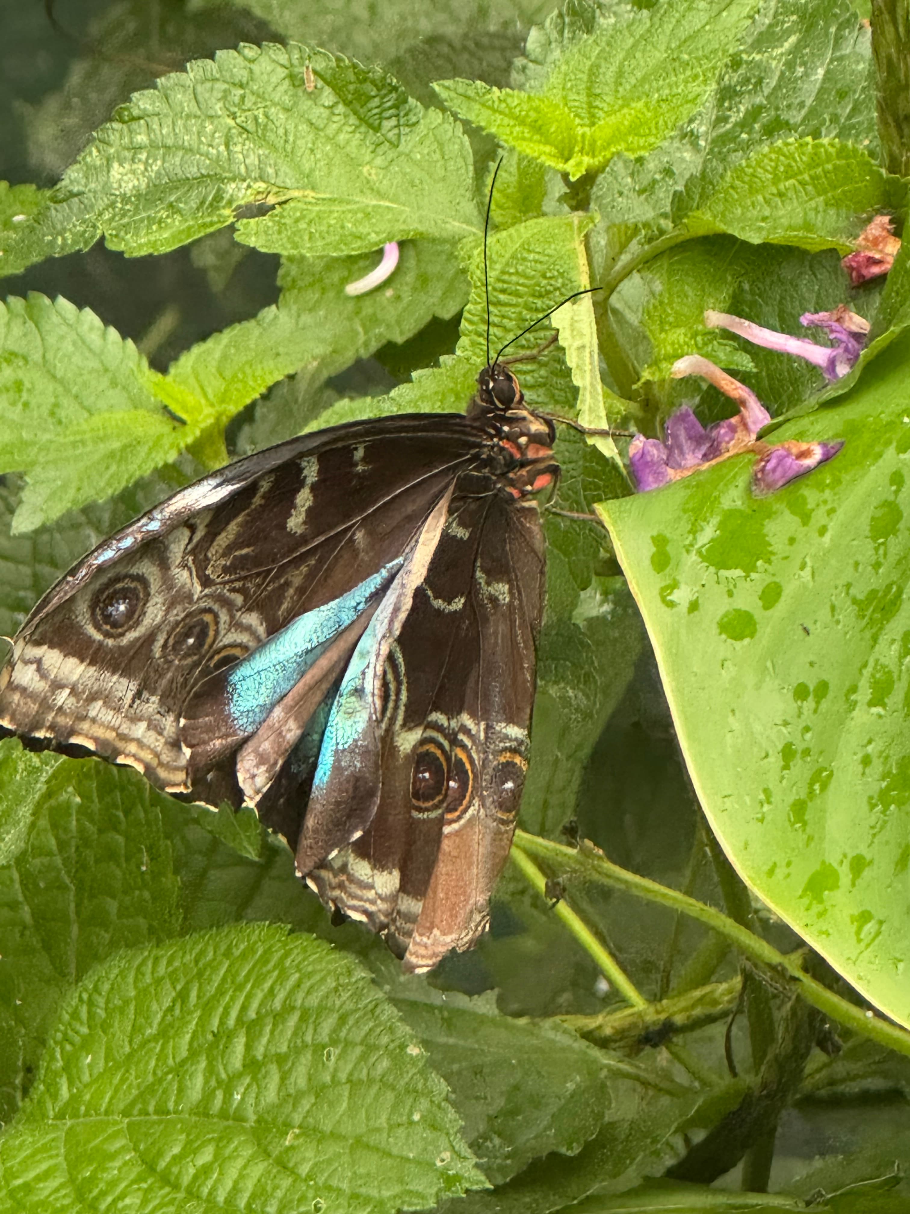 Colorful Costa Rican butterfly